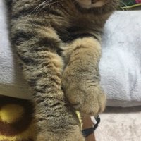 猫さんのおてて
