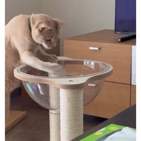 透明ボウルと猫