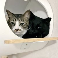キャットハウスの中に一緒に入っているキジ白猫と黒猫