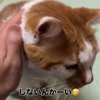 顔を擦り付ける猫