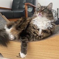 横座りでくつろぐメインクーン