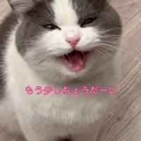 「もう少しちょうだーい」と書かれている