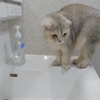 洗面台に上った猫の写真