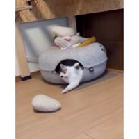 おもちゃで遊ぶ猫