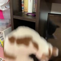 棚に入っている猫
