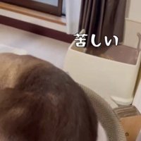 子猫の上に乗っている大人の猫