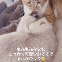 ラグドールを毛繕いするマンチカン