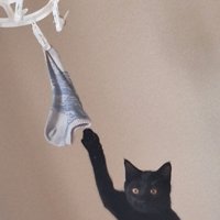 掛けられた靴下に片方の前足を伸ばす黒猫