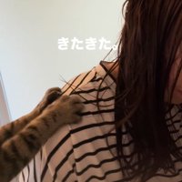 人の肩に乗った猫の前足