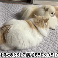 満足そうにくつろいでいる二匹