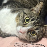 横になってカメラ目線の猫