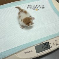 病院で体重を量る子猫
