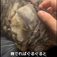 人に撫でられている猫