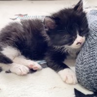うとうとする黒い子猫