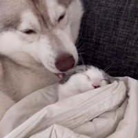 犬に舐められている子猫