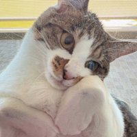 網戸と窓の隙間に挟まって遠くを見つめる猫