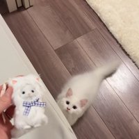 飼い主が持っているぬいぐるみを見つめる子猫