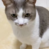 お座りをしているサバ白