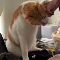 飼い主の手に自分の顔をすり寄せる猫