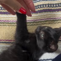 寝転がっている子猫と前足を持っている飼い主