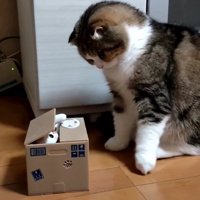 見つめ合う猫と猫のオモチャ