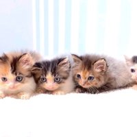 おもちゃを目で追う子猫