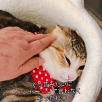 顔周りを撫でられる猫