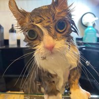 濡れた猫