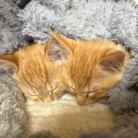一緒に寝ている茶トラの兄弟猫
