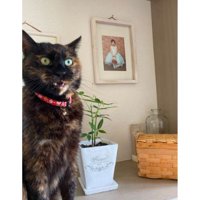 室内にいる猫