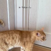 廊下を歩き回る猫