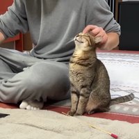 頭なでなで