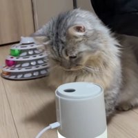 加湿器と猫