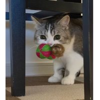 おもちゃを咥えている猫