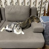 液体みたいな猫