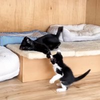 横になりつつ子猫の相手をする黒猫