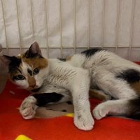 横たわる猫