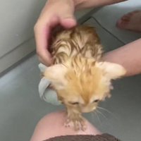お風呂を嫌がる子猫
