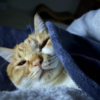 眠そうな猫