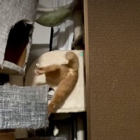 ジタバタする猫の後ろ姿