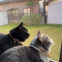 庭を眺める2匹