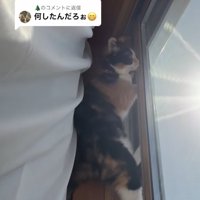 窓枠の上部まで登っている猫