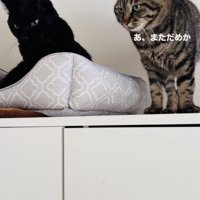 黒猫へのスリスリに失敗したキジトラ猫