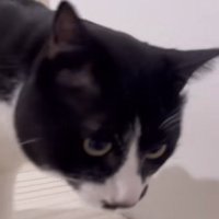 浴槽のふたに乗っている猫