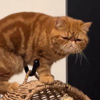 誇らしげな猫