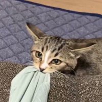 飼い主の服を咥えて飼い主を見つめる猫