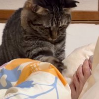 足を見つめる猫