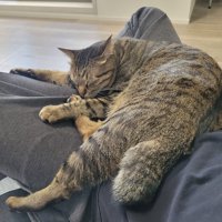 飼い主さんの膝でくつろぐキジトラ猫