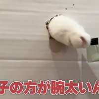 おやつの袋を触る猫の前足