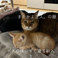 一緒に寝る2匹の猫